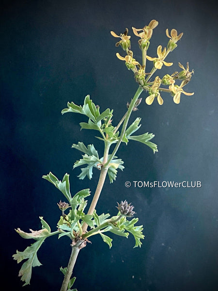 Pelargonium gibbosum close-up knobbly stems coastal species geranium for sale at TOMs FLOWer CLUB Zurich Switzerland