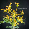 rare Pelargonium gibbosum South African succulent species aromatic foliage plant for sale at TOMs FLOWer CLUB Zurich Switzerland