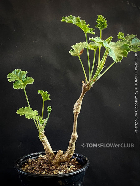 Pelargonium Gibbosum, burgundy-pink flowering, organically grown plants for sale at TOMs FLOWer CLUB.