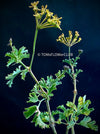 Pelargonium gibbosum architectural shrub pelargonium collector plant for sale at TOMs FLOWer CLUB Zurich Switzerland