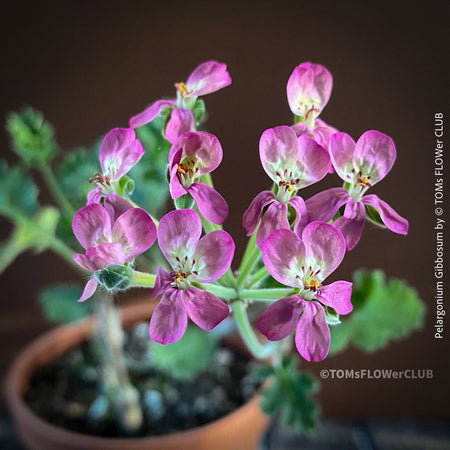 Pelargonium Gibbosum, burgundy-pink flowering, organically grown plants for sale at TOMs FLOWer CLUB.