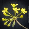 Flowering Pelargonium gibbosum botanical succulent geranium rare species display plant for sale at TOMs FLOWer CLUB Zurich Switzerland