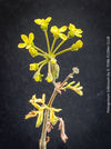 Green yellow flowers of Pelargonium gibbosum botanical succulent geranium rare species display plant for sale at TOMs FLOWer CLUB Zurich Switzerland
