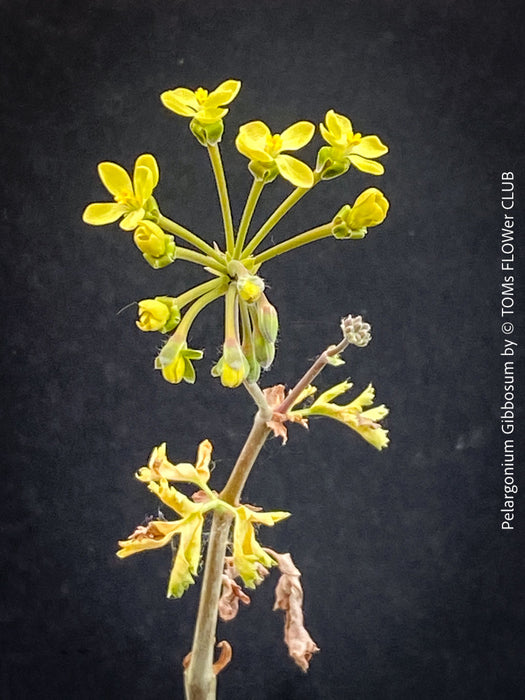 Green yellow flowers of Pelargonium gibbosum botanical succulent geranium rare species display plant for sale at TOMs FLOWer CLUB Zurich Switzerland