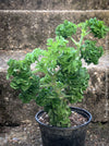 Pelargonium graveolens Bontrosai bonsai style rose scented geranium rare collector plant for sale at TOMs FLOWer CLUB Zurich Switzerland