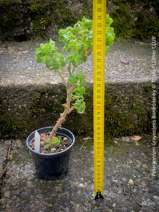 Pelargonium Graveolens Bontrosai, organically grown tropical South African plants for sale at TOMs FLOWer CLUB.