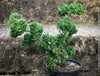 Pelargonium Bontrosai ornamental bonsai style pelargonium aromatic plant sunny location for sale at TOMs FLOWer CLUB Zurich Switzerland