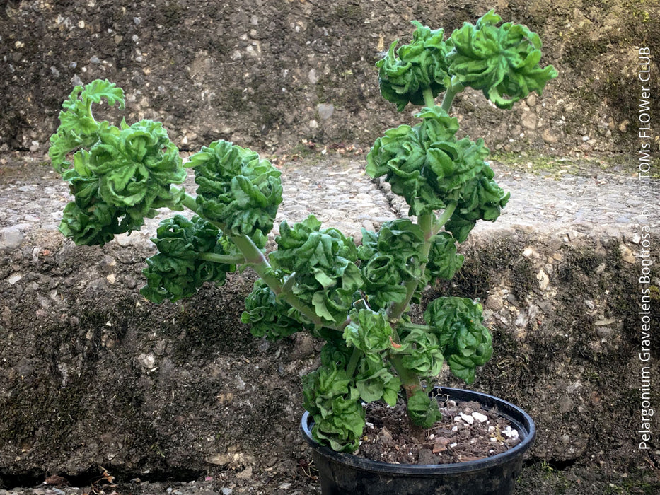 Pelargonium Bontrosai ornamental bonsai style pelargonium aromatic plant sunny location for sale at TOMs FLOWer CLUB Zurich Switzerland