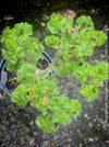 Pelargonium Graveolens Bontrosai, organically grown tropical South African plants for sale at TOMs FLOWer CLUB.