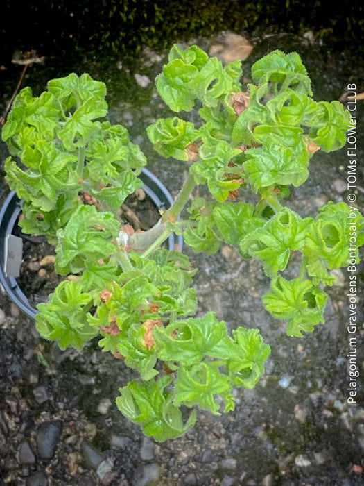 Pelargonium Graveolens Bontrosai, organically grown tropical South African plants for sale at TOMs FLOWer CLUB.