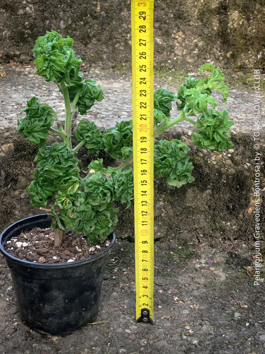 rare Pelargonium graveolens Bontrosai bonsai geranium compact woody fragrant plant for sale at TOMs FLOWer CLUB Zurich Switzerland