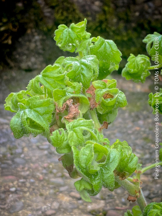 Pelargonium Graveolens Bontrosai, organically grown tropical South African plants for sale at TOMs FLOWer CLUB.