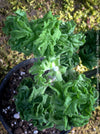 Pelargonium graveolens Bontrosai flowering rose scented geranium pink flowers collector plant for sale at TOMs FLOWer CLUB Zurich Switzerland