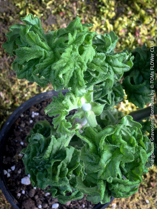 Pelargonium graveolens Bontrosai flowering rose scented geranium pink flowers collector plant for sale at TOMs FLOWer CLUB Zurich Switzerland