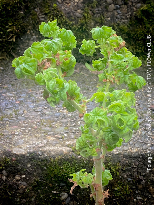 Pelargonium Graveolens Bontrosai, organically grown tropical South African plants for sale at TOMs FLOWer CLUB.