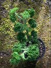 Pelargonium Bontrosai close-up knotted stems aromatic leaves rose scented geranium plant for sale at TOMs FLOWer CLUB Zurich Switzerland
