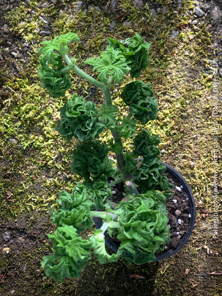 Pelargonium Bontrosai close-up knotted stems aromatic leaves rose scented geranium plant for sale at TOMs FLOWer CLUB Zurich Switzerland