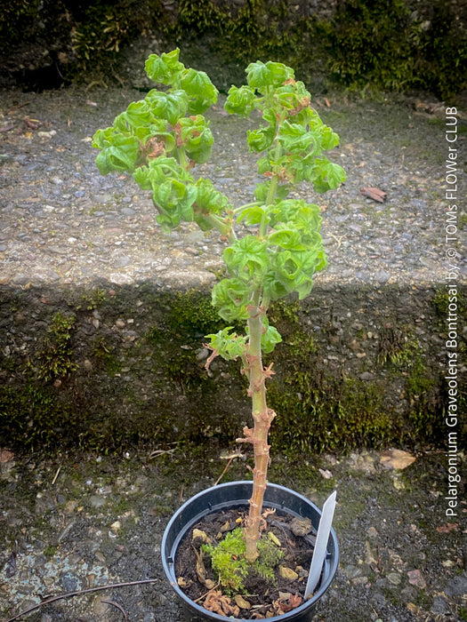 Pelargonium Graveolens Bontrosai, organically grown tropical South African plants for sale at TOMs FLOWer CLUB.