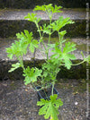 Pelargonium graveolens - Scented / Rose Pelargonium, organically grown tropical South African plants for sale at TOMs FLOWer CLUB.