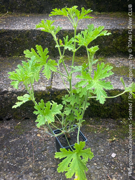 Pelargonium graveolens - Scented / Rose Pelargonium, organically grown tropical South African plants for sale at TOMs FLOWer CLUB.