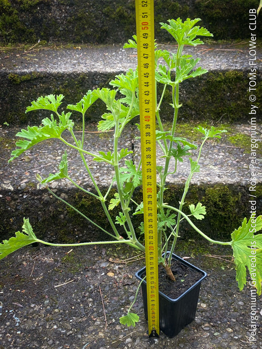Pelargonium graveolens - Scented / Rose Pelargonium, organically grown tropical South African plants for sale at TOMs FLOWer CLUB.