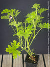 Pelargonium graveolens - Scented / Rose Pelargonium, organically grown tropical South African plants for sale at TOMs FLOWer CLUB.