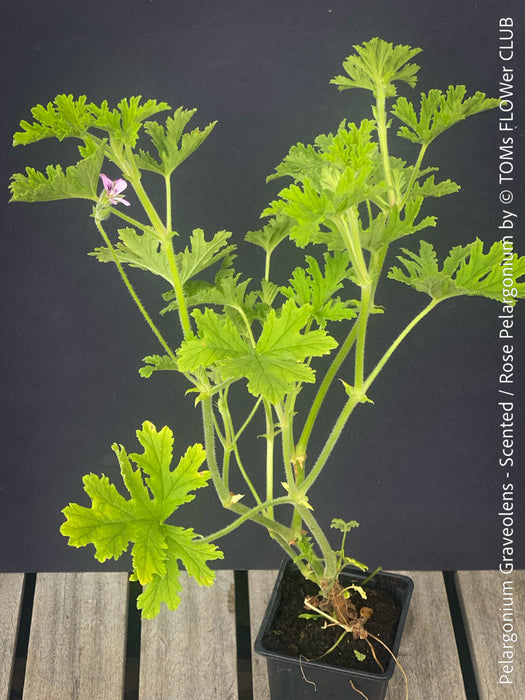 Pelargonium graveolens - Scented / Rose Pelargonium, organically grown tropical South African plants for sale at TOMs FLOWer CLUB.