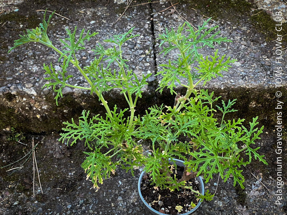 Pelargonium graveolens - Scented / Rose Pelargonium, organically grown tropical South African plants for sale at TOMs FLOWer CLUB.