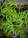 Pelargonium graveolens - Scented / Rose Pelargonium, organically grown tropical South African plants for sale at TOMs FLOWer CLUB.