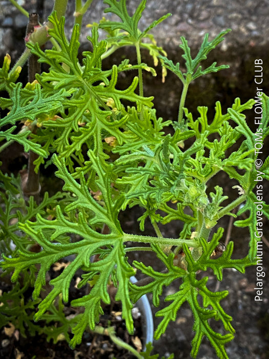 Pelargonium graveolens - Scented / Rose Pelargonium, organically grown tropical South African plants for sale at TOMs FLOWer CLUB.