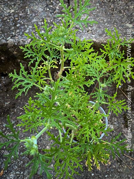 Pelargonium graveolens - Scented / Rose Pelargonium, organically grown tropical South African plants for sale at TOMs FLOWer CLUB.