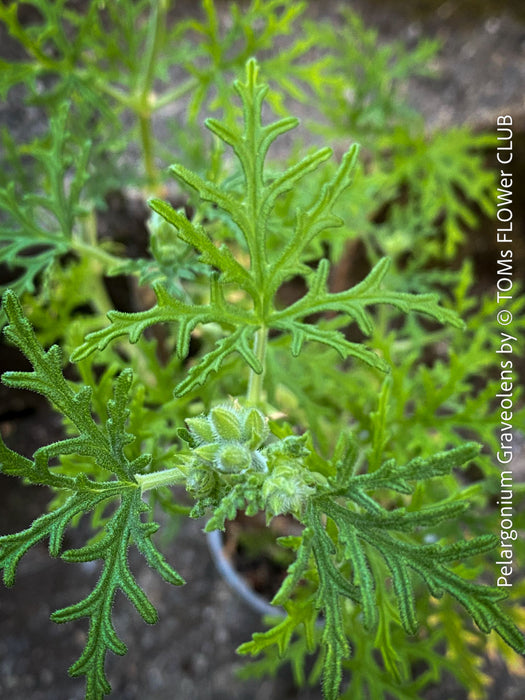 Pelargonium graveolens - Scented / Rose Pelargonium, organically grown tropical South African plants for sale at TOMs FLOWer CLUB.