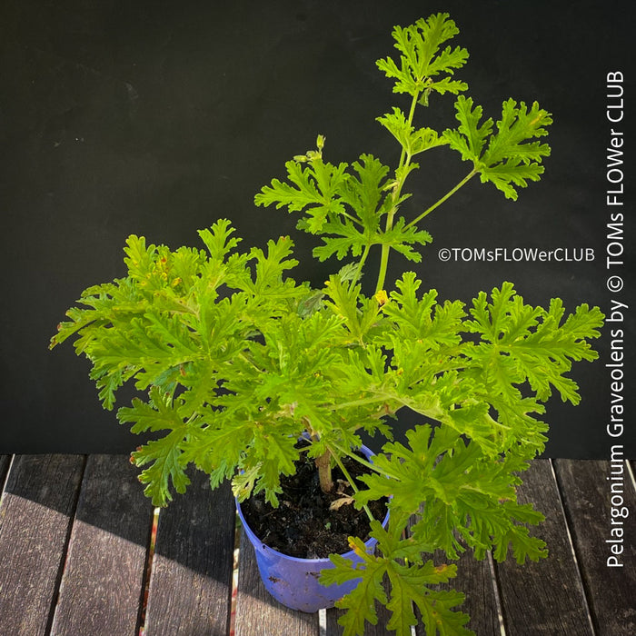 Pelargonium graveolens - Scented / Rose Pelargonium, organically grown tropical South African plants for sale at TOMs FLOWer CLUB.