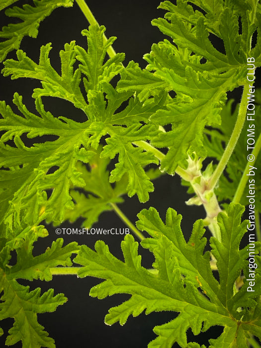 Pelargonium graveolens - Scented / Rose Pelargonium, organically grown tropical South African plants for sale at TOMs FLOWer CLUB.