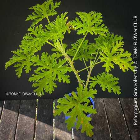 Pelargonium graveolens - Scented / Rose Pelargonium, organically grown tropical South African plants for sale at TOMs FLOWer CLUB.