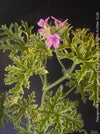 Pelargonium Graveolens Variegata Lady Plymouth, Scented / Rose Pelargonium, Duftgeranium, variegata, panaschiert, organically grown tropical plants for sale at TOMs FLOWer CLUB.