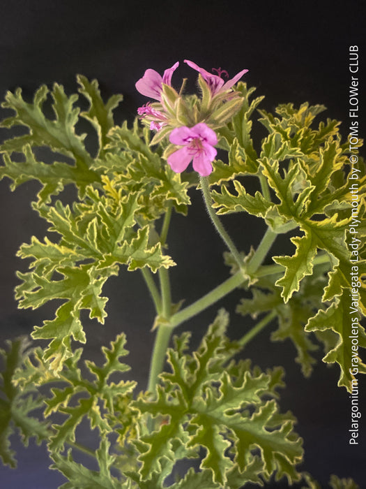 Pelargonium Graveolens Variegata Lady Plymouth, Scented / Rose Pelargonium, Duftgeranium, variegata, panaschiert, organically grown tropical plants for sale at TOMs FLOWer CLUB.