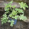 Pelargonium Graveolens Variegata Lady Plymouth, Scented / Rose Pelargonium, Duftgeranium, variegata, panaschiert, organically grown tropical plants for sale at TOMs FLOWer CLUB.