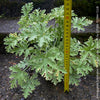 Pelargonium Graveolens Variegata Lady Plymouth, Scented / Rose Pelargonium, Duftgeranium, variegata, panaschiert, organically grown tropical plants for sale at TOMs FLOWer CLUB.