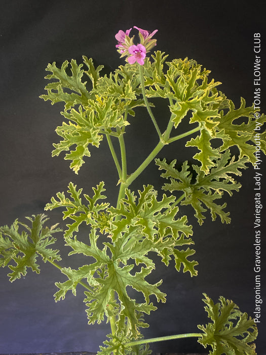 Pelargonium Graveolens Variegata Lady Plymouth, Scented / Rose Pelargonium, Duftgeranium, variegata, panaschiert, organically grown tropical plants for sale at TOMs FLOWer CLUB.