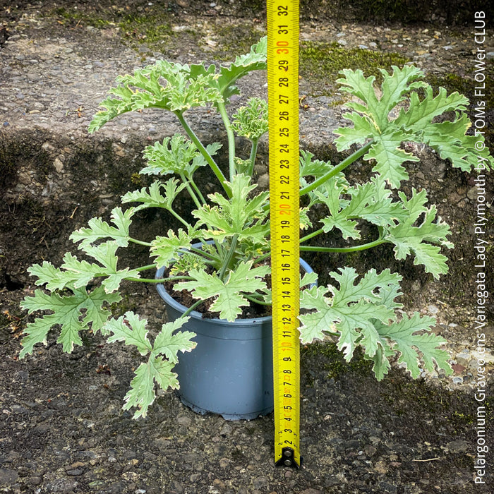 Pelargonium Graveolens Variegata Lady Plymouth, Scented / Rose Pelargonium, Duftgeranium, variegata, panaschiert, organically grown tropical plants for sale at TOMs FLOWer CLUB.
