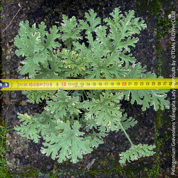 Pelargonium Graveolens Variegata Lady Plymouth, Scented / Rose Pelargonium, Duftgeranium, variegata, panaschiert, organically grown tropical plants for sale at TOMs FLOWer CLUB.