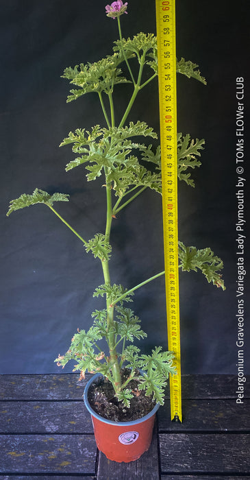 Pelargonium Graveolens Variegata Lady Plymouth, Scented / Rose Pelargonium, Duftgeranium, variegata, panaschiert, organically grown tropical plants for sale at TOMs FLOWer CLUB.