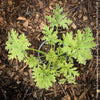 Pelargonium Graveolens Variegata Lady Plymouth, Scented / Rose Pelargonium, Duftgeranium, variegata, panaschiert, organically grown tropical plants for sale at TOMs FLOWer CLUB.