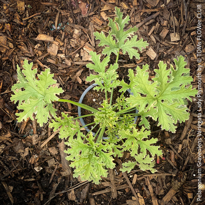 Pelargonium Graveolens Variegata Lady Plymouth, Scented / Rose Pelargonium, Duftgeranium, variegata, panaschiert, organically grown tropical plants for sale at TOMs FLOWer CLUB.