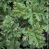 Pelargonium Graveolens Variegata Lady Plymouth, Scented / Rose Pelargonium, Duftgeranium, variegata, panaschiert, organically grown tropical plants for sale at TOMs FLOWer CLUB.