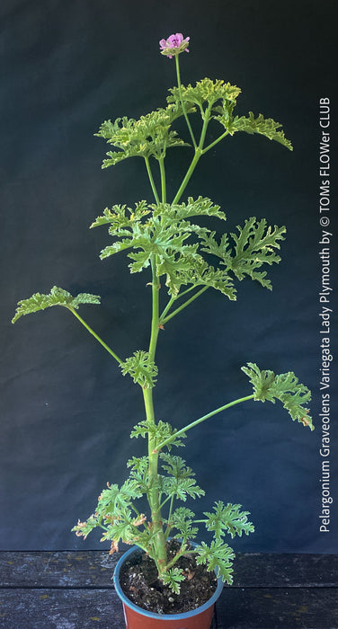 Pelargonium Graveolens Variegata Lady Plymouth, Scented / Rose Pelargonium, Duftgeranium, variegata, panaschiert, organically grown tropical plants for sale at TOMs FLOWer CLUB.