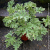 Pelargonium Graveolens Variegata Lady Plymouth, Scented / Rose Pelargonium, Duftgeranium, variegata, panaschiert, organically grown tropical plants for sale at TOMs FLOWer CLUB.