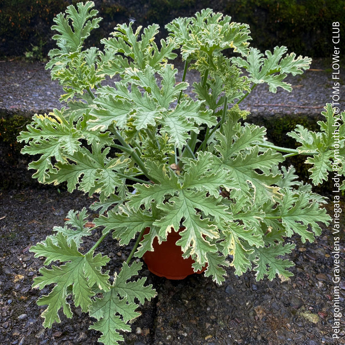 Pelargonium Graveolens Variegata Lady Plymouth, Scented / Rose Pelargonium, Duftgeranium, variegata, panaschiert, organically grown tropical plants for sale at TOMs FLOWer CLUB.