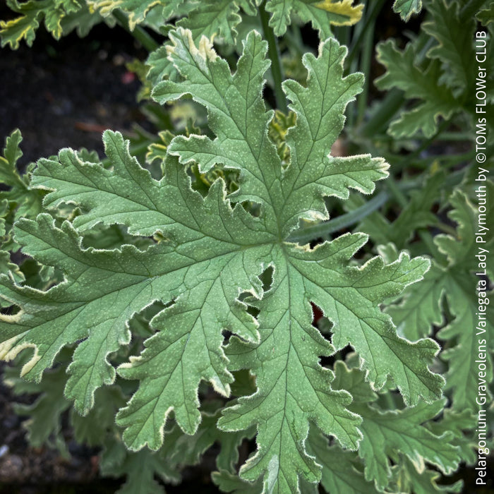 Pelargonium Graveolens Variegata Lady Plymouth, Scented / Rose Pelargonium, Duftgeranium, variegata, panaschiert, organically grown tropical plants for sale at TOMs FLOWer CLUB.